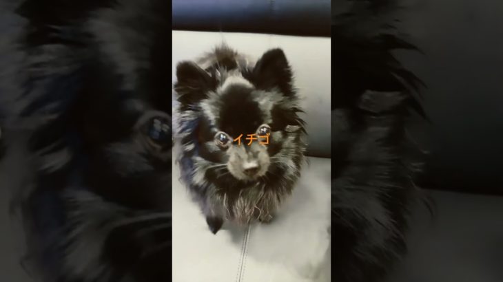 パパは嬉しい☺️ #癒し #犬のいる生活 #pets #ペット #愛犬 #可愛い #dog #pomeranian #ポメラニアン#shorts