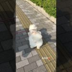 치명적인 엉덩이를 가진 꿍이🍑#散歩#ボランティア#puppy #ペット#可愛い犬#いい天気