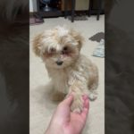 ちゃんとお手ができるんです。#マルプー #ペット #puppy #cute #可愛い #癒し #pets