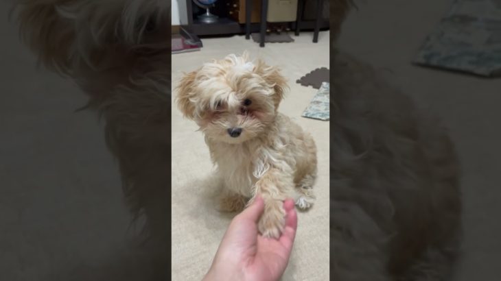 ちゃんとお手ができるんです。#マルプー #ペット #puppy #cute #可愛い #癒し #pets