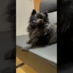#puppy #ポメラニアン #pomeranian #可愛い #犬のいる生活 #ペット #pets #shorts