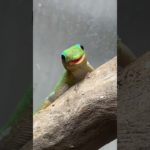 無限ぺろぺろ編#ヤモリ #爬虫類 #癒し #reptiles #gecko #ペット #cute