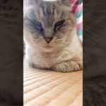 徐々に近づく　#shorts  #猫 #ペット #可愛い