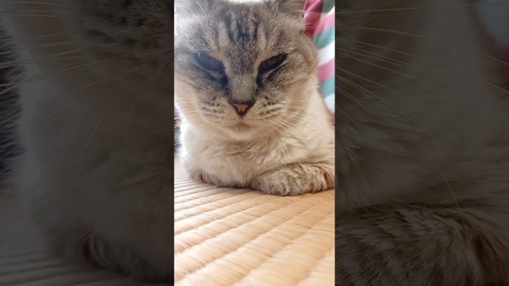 徐々に近づく　#shorts  #猫 #ペット #可愛い