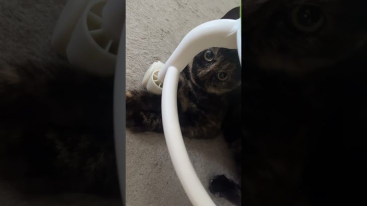 うちの新入り#子猫#猫#shorts #ペット
