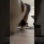 #ちょんまげにゃんこ #shorts #猫 #ねこ #ペット