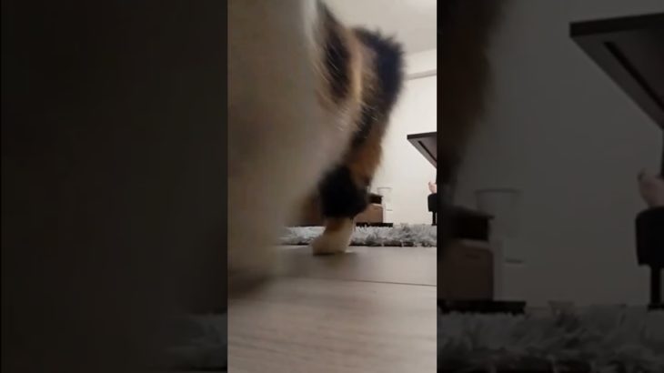 #ちょんまげにゃんこ #shorts #猫 #ねこ #ペット