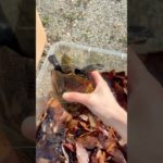 冬眠から覚めたカメが可愛い！ #shorts #亀 #ペット #冬眠