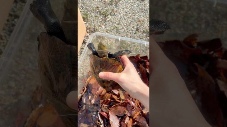 冬眠から覚めたカメが可愛い！ #shorts #亀 #ペット #冬眠