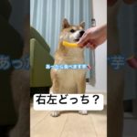 今日のオヤツ右左どっち！？#shorts #ペット #柴犬