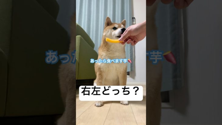 今日のオヤツ右左どっち！？#shorts #ペット #柴犬
