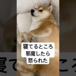 肉球の匂いってポップコーンだよね#shorts #ペット