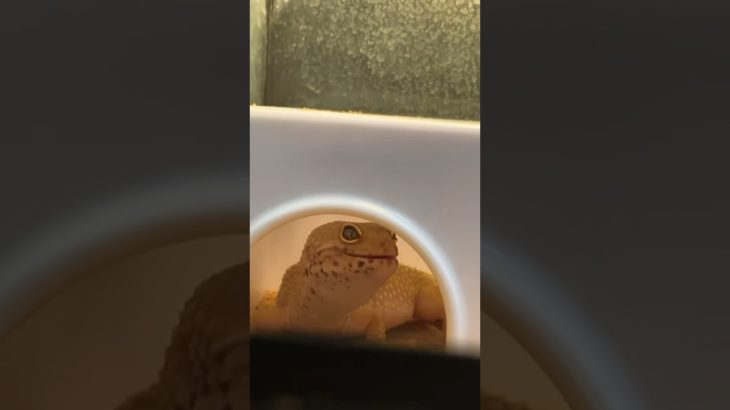 ガチャガチャをあけたらゴキブリが入ってたのでペットのレオパにあげた結果…#shorts #ネタ #爬虫類 #レオパ #ヒョウモントカゲモドキ #かわいい