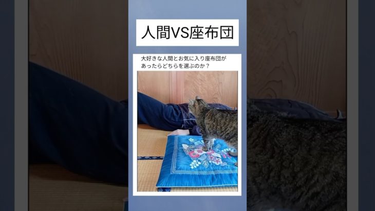 勝ちたい　#shorts  #猫 #ペット #可愛い