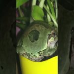 湿った土が大好きなアマガエル！ #shorts #ペット #かわいい