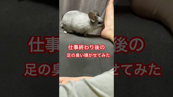 ああ..🐭🙏チャンネル登録♪#shorts #チンチラ#エキゾチックアニマル#小動物#飼い主#足臭い#ペット