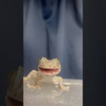 【ショート】我が家のトッケイヤモリさん　#shorts #爬虫類 #ペット