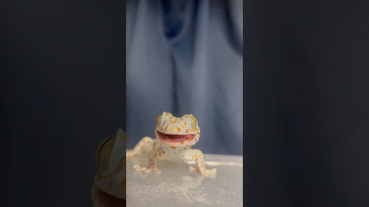 【ショート】我が家のトッケイヤモリさん　#shorts #爬虫類 #ペット