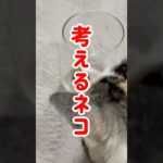 考えるネコ😸#ねこ#おもしろ動画 #ねこらら#ペット#shorts#ねこのいる生活
