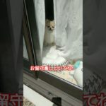 うちのポメからの見送り！#ポメラニアン #癒し #ペット#いぬ #shorts
