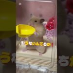 今日のトコちゃん生きるため#キンクマ #ハムスター #かわいい #癒し#ペット#shorts