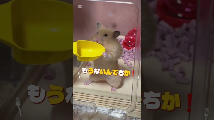 今日のトコちゃん生きるため#キンクマ #ハムスター #かわいい #癒し#ペット#shorts