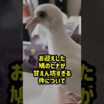 お迎えしたギンバトちゃんが驚くほど甘えん坊すぎる#ペット #鳥 #鳩 #shorts