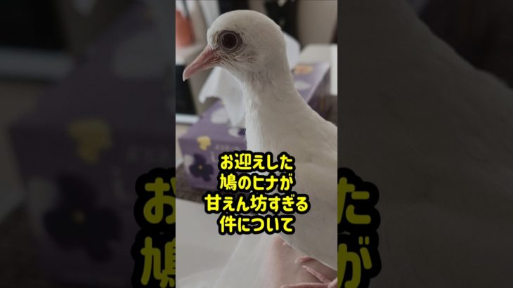 お迎えしたギンバトちゃんが驚くほど甘えん坊すぎる#ペット #鳥 #鳩 #shorts