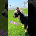 #shorts #チワワ #犬  #ペット #いぬのいる生活  #愛犬  # #おすすめ #chihuahua  #dog #dogshorts