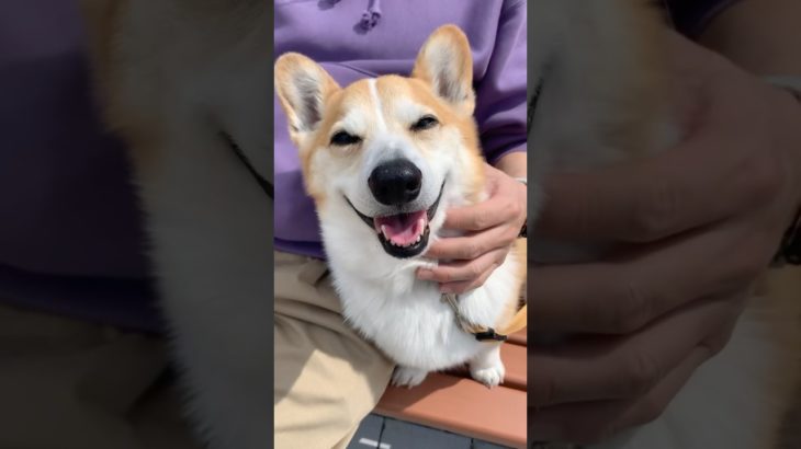 ひなたぼっこするコーギー #shorts #かわいい #コーギー #癒し #ペット  #corgi
