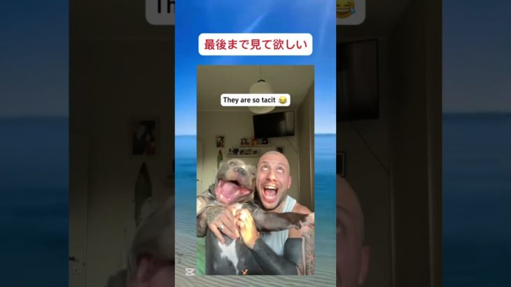 似てる😚　#shorts #dog #犬 #ペット