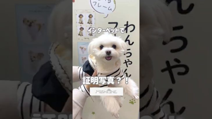 インターペット東京に行って来たよ💕#shorts #dog #pet #interpets #オススメ