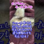 寂しい毎日！　#shorts #ferret #フェレット #ペット #小動物 #animals #かわいい #可愛い #癒し