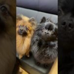 #shorts #pets #犬のいる生活 #ペット #pomeranian #ポメラニアン#dog