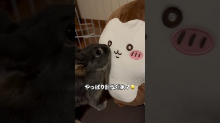 「コラボ？😳」#うさぎ #うさぎのいる暮らし #ネザーランドドワーフ #動物 #ペット #shorts #rabbit #animals