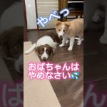 【なんだって？💢】#shorts #short #ショート#ペット#かわいい #犬#ボーダーコリー