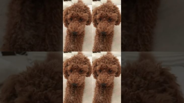 働くワンコ　#shorts#犬#わんちゃん#dog#動物#ペット#コンビニ#bgm#ai