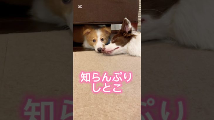 【やばいぞ】#shorts#short #ショート#犬#かわいい #ボーダーコリー #ペット