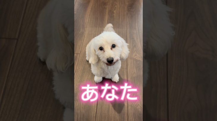 【愛♡スクリ〜ム！】#shorts#short#ショート#ペット#かわいい#犬#ダップー#ボーダーコリー