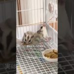 べびすぎるペア。‪‪‪#sugarglider ‪‪‪#癒し ‪‪‪#フクロモモンガ ‪‪‪#可愛い ‪‪‪#ペット ‪‪‪#animals ‪‪‪#小動物
