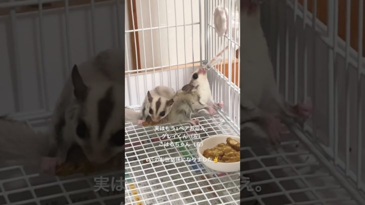 べびすぎるペア。‪‪‪#sugarglider ‪‪‪#癒し ‪‪‪#フクロモモンガ ‪‪‪#可愛い ‪‪‪#ペット ‪‪‪#animals ‪‪‪#小動物