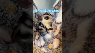本日のくぱぁ♡ #フクロモモンガ  #sugarglider  #ペット #ペット動画  #可愛い  #かわいい  #cute