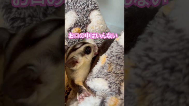 本日のくぱぁ♡失敗  #フクロモモンガ  #sugarglider  #ペット #ペット動画  #可愛い  #かわいい  #cute