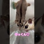 本日のごっくん♡ #フクロモモンガ  #sugarglider  #ペット #ペット動画  #可愛い  #かわいい  #cute #音乃瀬奏 #regloss