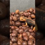 ゴキブリ食べるイモリ #両生類 #ペット #イモリ
