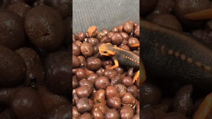 ゴキブリ食べるイモリ #両生類 #ペット #イモリ