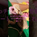 推してかない?#ペット動画 #ペット #爬虫類のいる生活 #高校生
