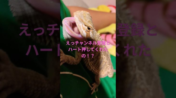 推してかない?#ペット動画 #ペット #爬虫類のいる生活 #高校生