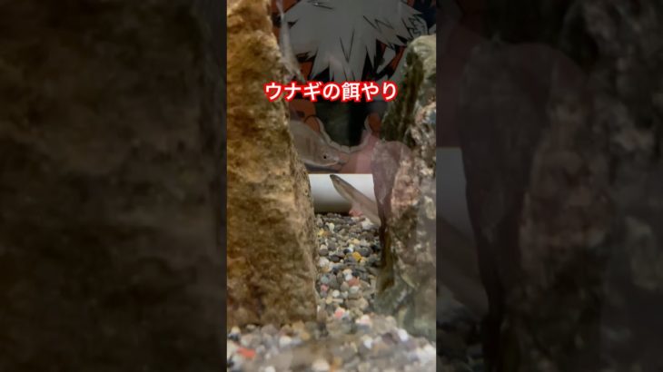ペットのウナギに餌やり#うなぎ#ウナギ#鰻