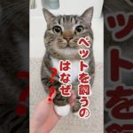 「人間はなぜペットを愛するのか？飼う動機を解明！」#ペット心理学 #ペットの健康 #ペットライフ#ペット愛好者#ペットの癒し #猫のいる暮らし #猫好きさんと繋がりたい #好きな子猫